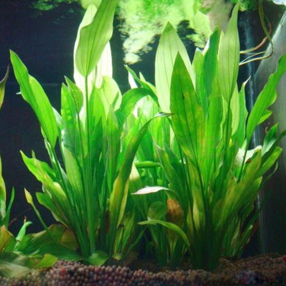 Dry Herb Vaping Accessories - Plantes artificielles décoratives pour aquarium, ornement